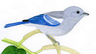 Blue-grey Tanager