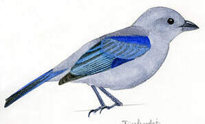 Blue-grey Tanager