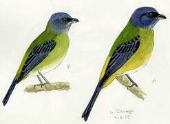 Blue-and-yellow Tanager