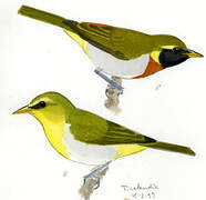 Guira Tanager