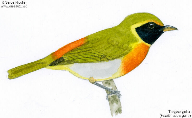 Guira Tanager, identification