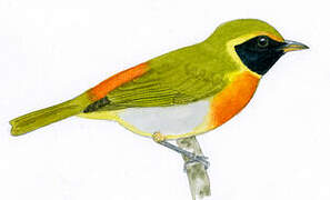 Guira Tanager