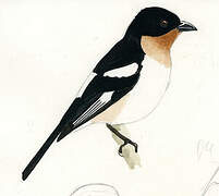 White-rumped Tanager