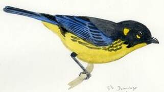 Lacrimose Mountain Tanager