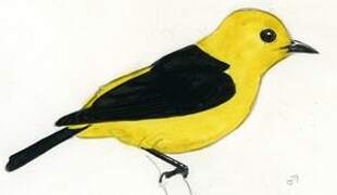 Black-and-yellow Tanager