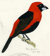 Masked Crimson Tanager