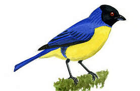 Hooded Mountain Tanager