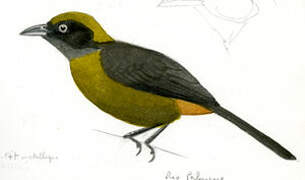 Dusky-faced Tanager