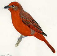 Red Tanager