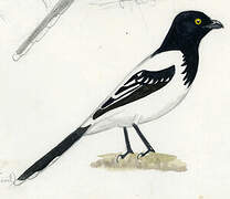 Magpie Tanager