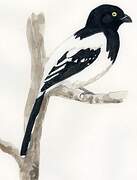 Magpie Tanager