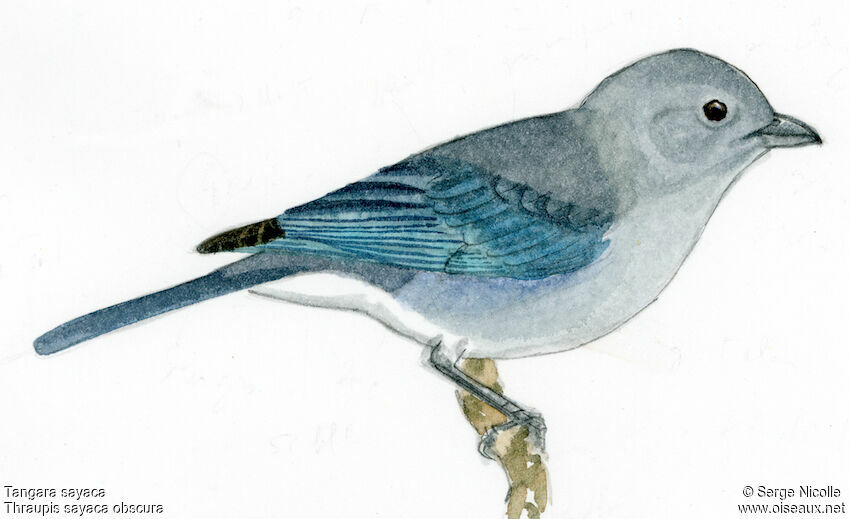 Sayaca Tanager, identification