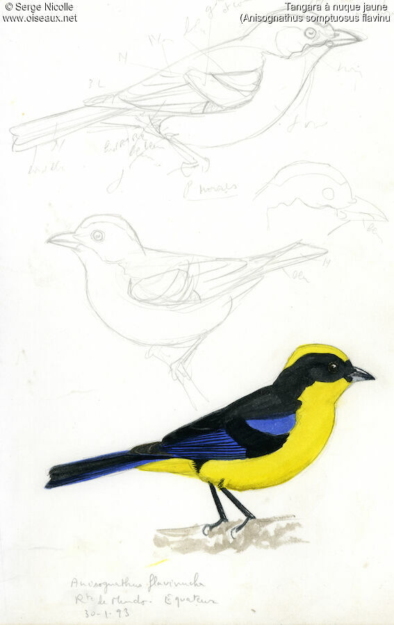 Tangara somptueux identification