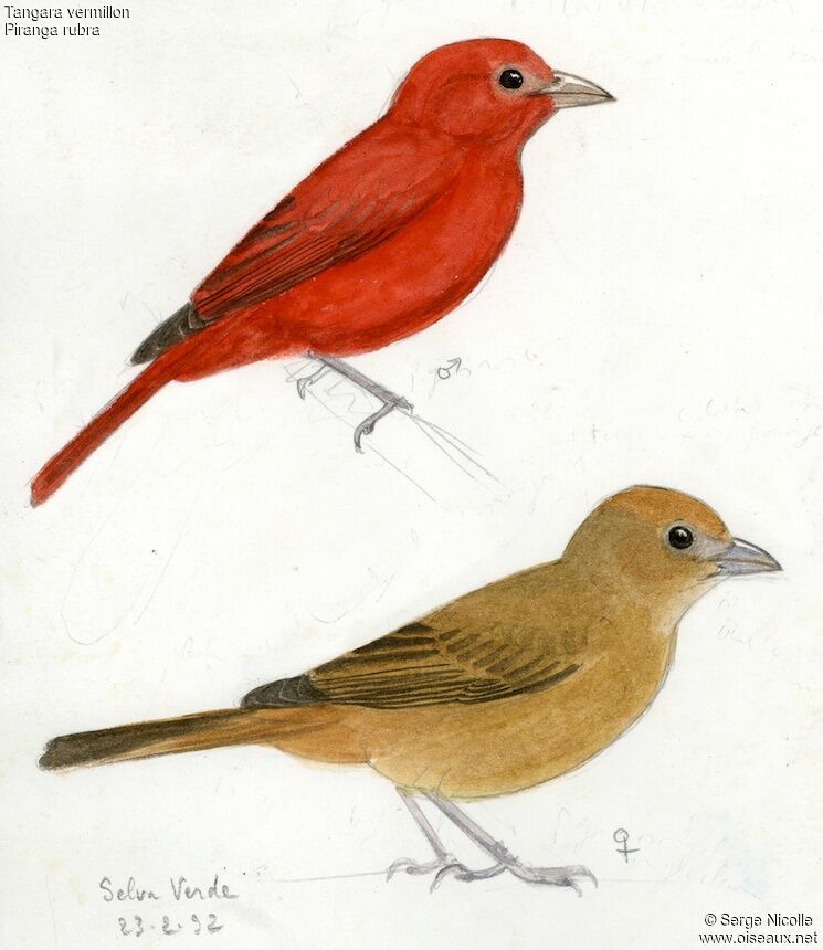 Summer Tanager , identification