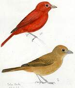 Summer Tanager