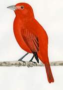 Summer Tanager