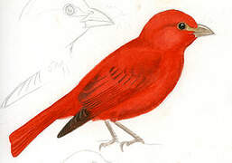 Summer Tanager