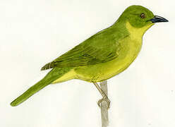 Olive-green Tanager