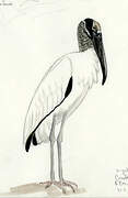 Wood Stork