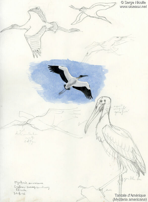 Wood Stork, identification