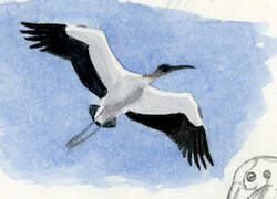 Wood Stork