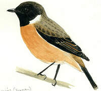 Siberian Stonechat