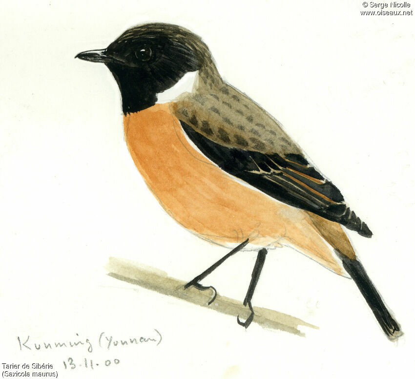 Siberian Stonechat