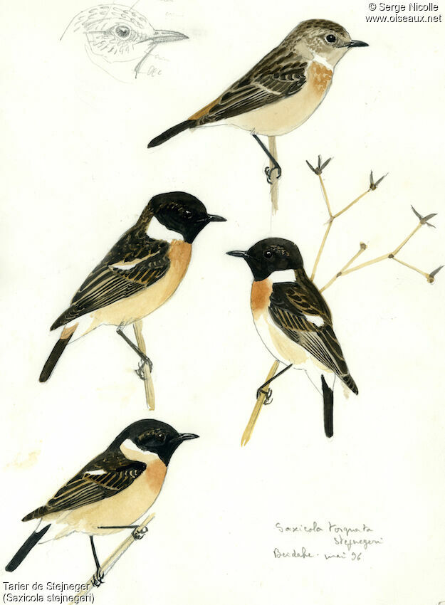 Stejneger's Stonechat