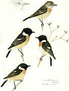 Amur Stonechat