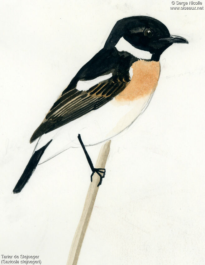 Stejneger's Stonechat