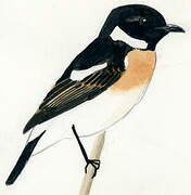 Amur Stonechat