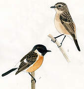 Amur Stonechat