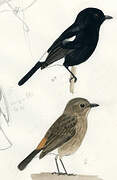 Pied Bush Chat