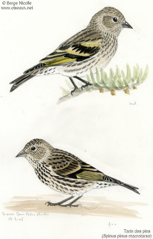 Pine Siskin , identification