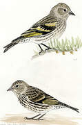 Pine Siskin