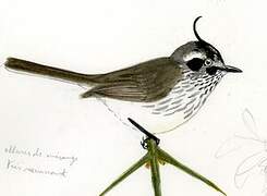 Tufted Tit-Tyrant