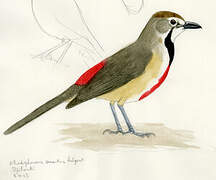 Rosy-patched Bushshrike