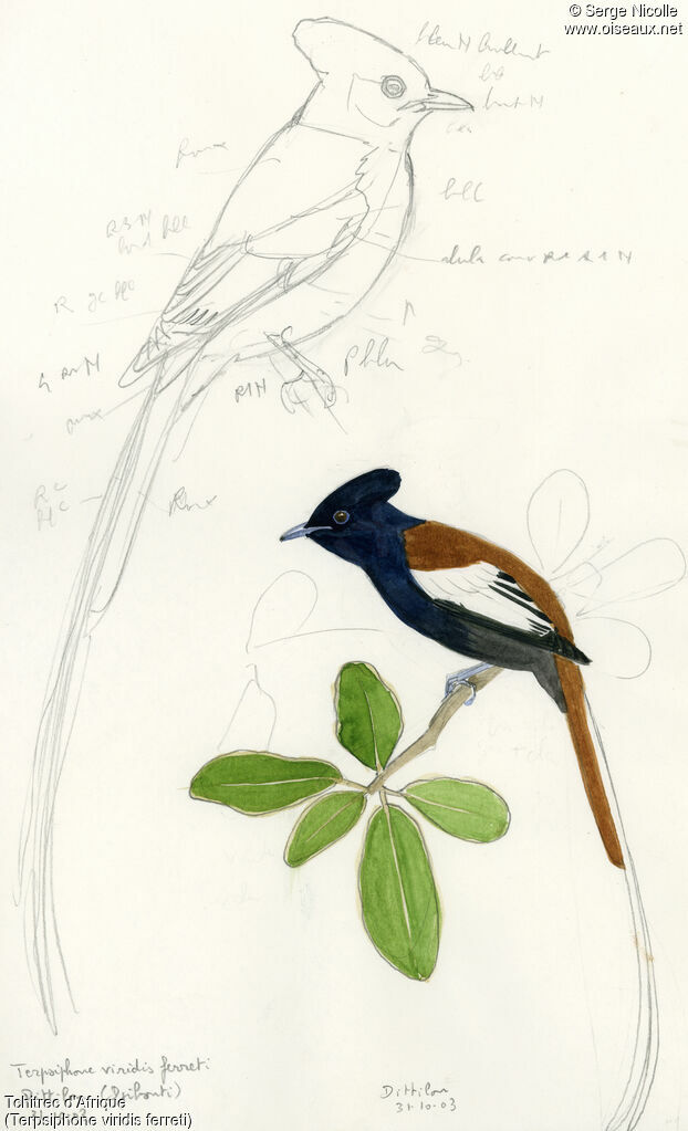 African Paradise Flycatcher, identification