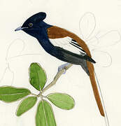 African Paradise Flycatcher