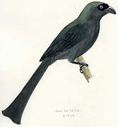 Racket-tailed Treepie