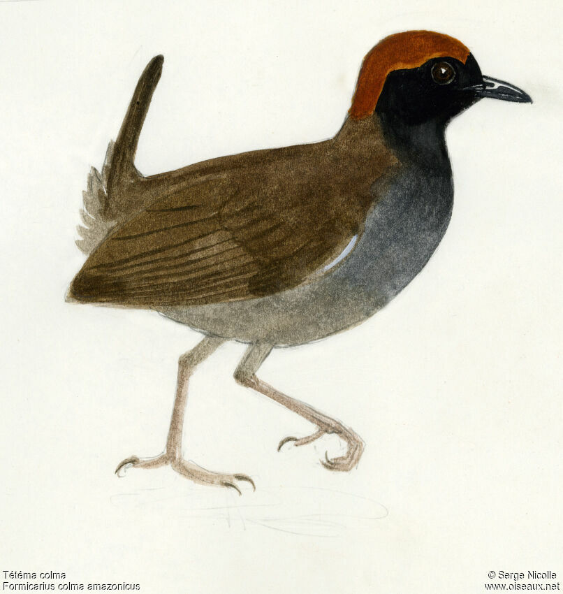 Rufous-capped Antthrush, identification