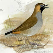 Black-faced Antthrush