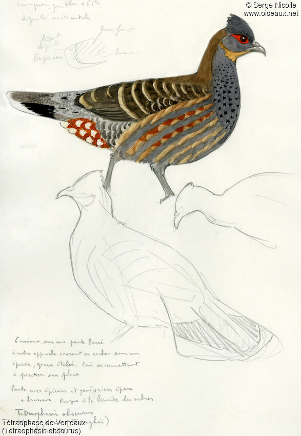 Chestnut-throated Monal-Partridge, identification