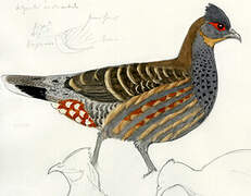 Verreaux's Monal-Partridge