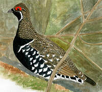 Spruce Grouse