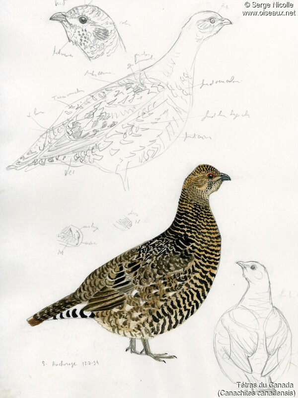 Spruce Grouse female adult, identification