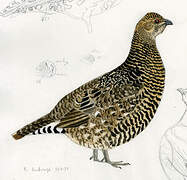 Spruce Grouse