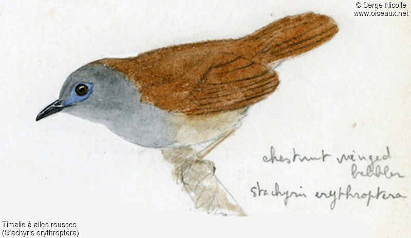 Chestnut-winged Babbler, identification