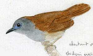 Chestnut-winged Babbler