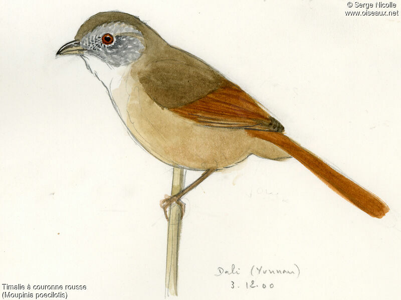 Rufous-tailed Babbler, identification